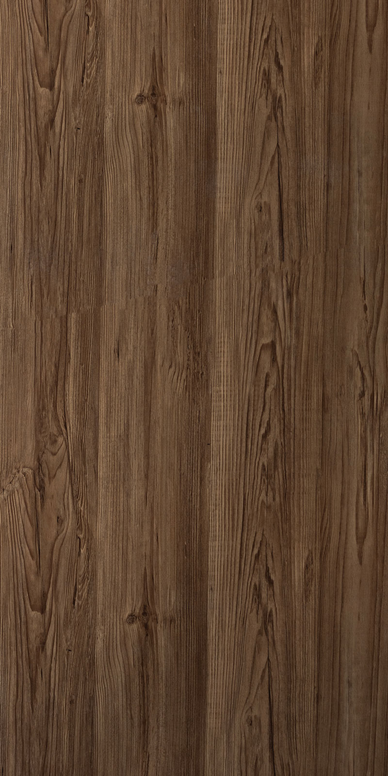 CANARY PINE